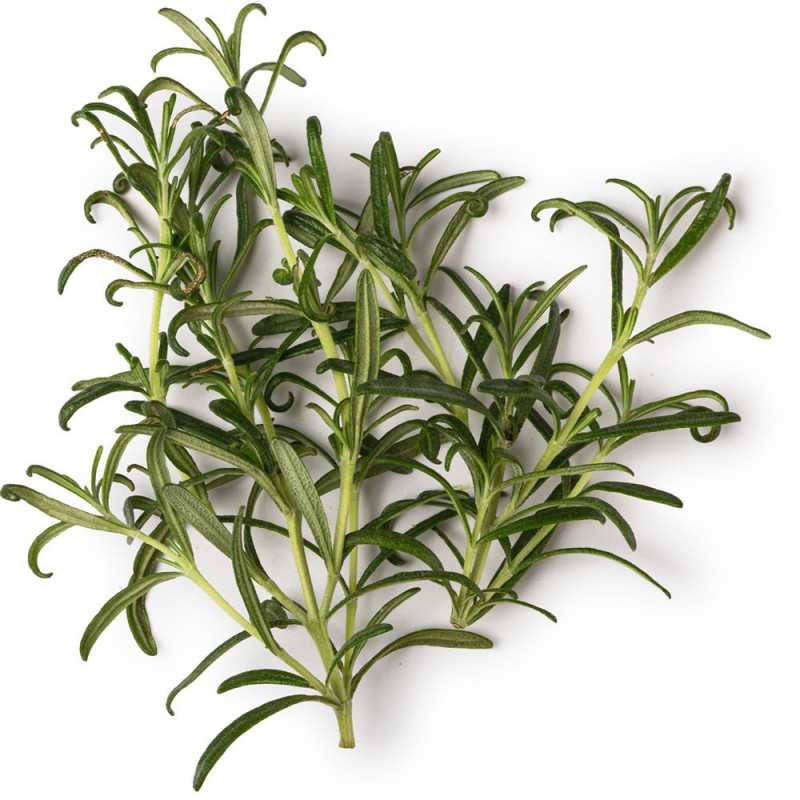 Rosmarinöl Rosmarinus officinalis naturreines ätherisches Öl