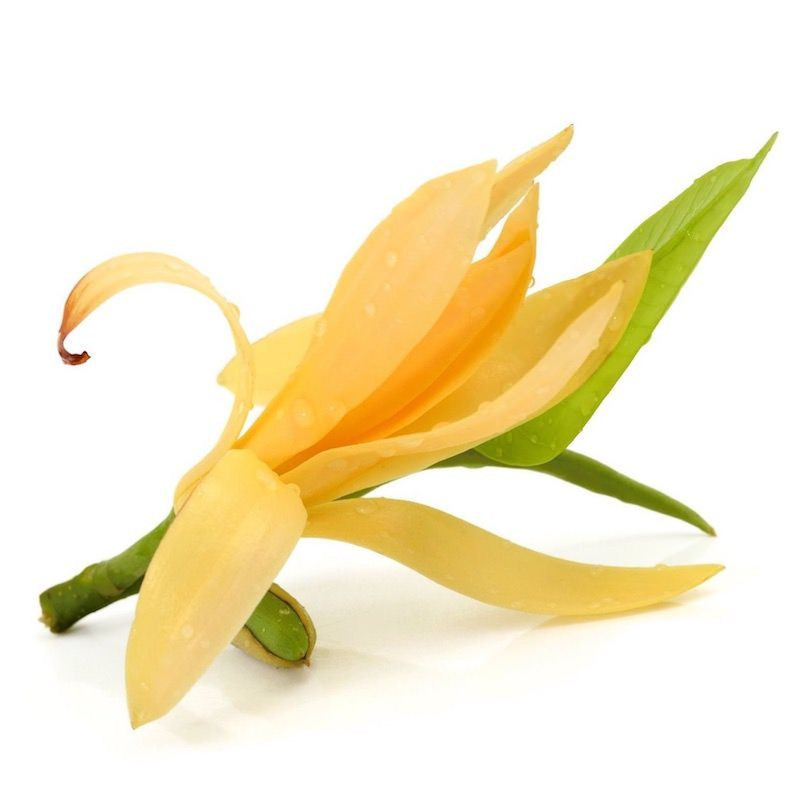 Champaca Öl Magnolia champaca  naturrein aus Blättern