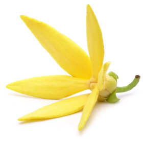 Canangaöl Cananga odorata  naturreines Öl