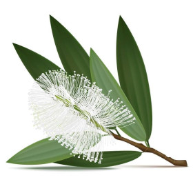 Cajeputöl  Melaleuca leucadendra naturreines Öl