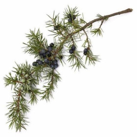 Cadeöl Juniperus oxycedrus ( Wacholderteeröl )  naturreines Öl