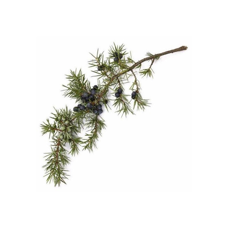 Cadeöl Juniperus oxycedrus ( Wacholderteeröl )  naturreines Öl
