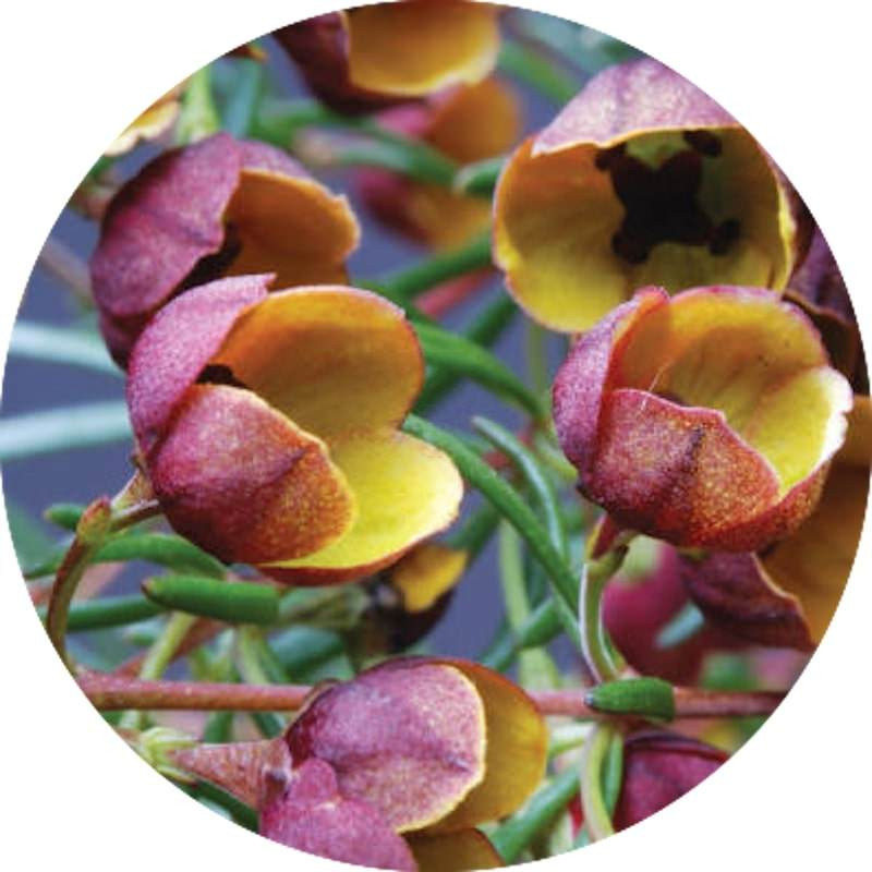 Boronia absolue  Boronia megastigma Nees naturreines Öl