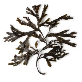 Alge absolue fucus vesiculosus Seaweed absolute naturreines Öl