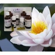 White Lotus Absolute Öl  (Nelumbo nucifera) reines ätherisches Öl,  Mäc Spice Qualität