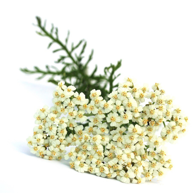 Schafsgarbenöl  Yarrowöl Achillea millefolium naturreines ätherisches