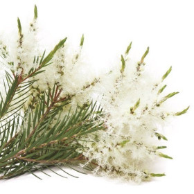 Rosalinaöl  Melaleuca ericifolia Sumpfteebaumöl naturreines Öl
