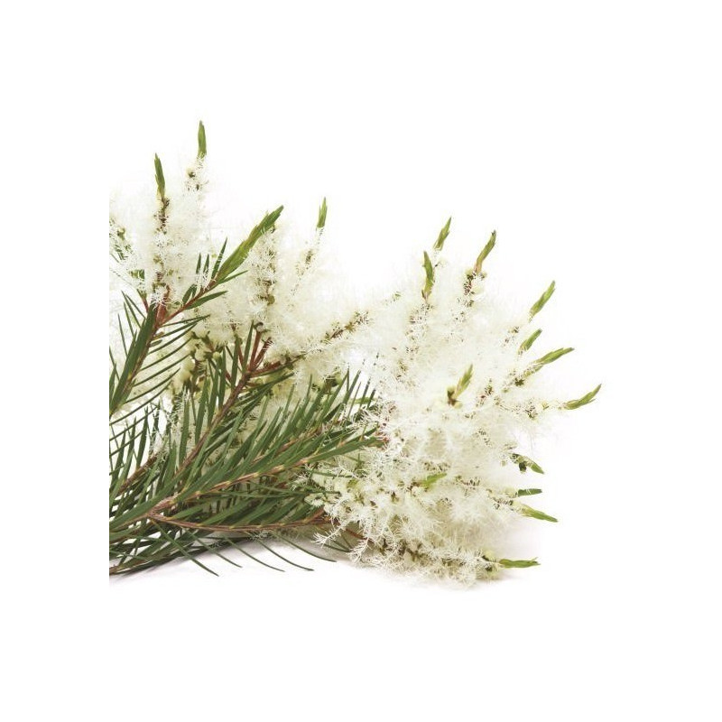 Rosalinaöl  Melaleuca ericifolia Sumpfteebaumöl naturreines Öl