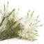 Rosalinaöl  Melaleuca ericifolia Sumpfteebaumöl naturreines Öl