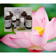 Pink Lotus Absolute Öl  (Nelumbo nucifera) reines ätherisches Öl,  Mäc Spice Qualität