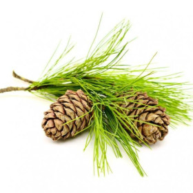 Zedernholzöl Himalaya cedrus deodora naturreines Öl