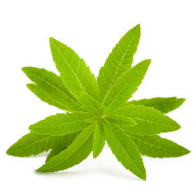 Verbenaöl  Zitronenverbene Aloysia citrodora naturreines Öl