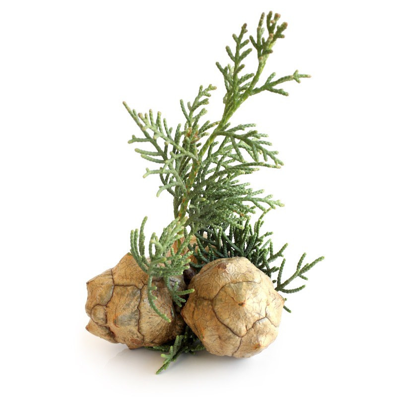 Zypressenöl Cupressus sempervirens naturreines ätherisches Öl