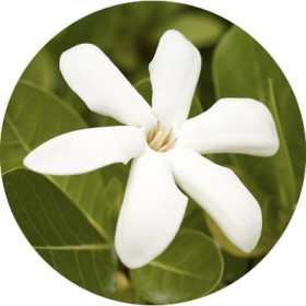 Tiare absolue Tahiti Gardenie Gardenia tahitensis naturreines Öl