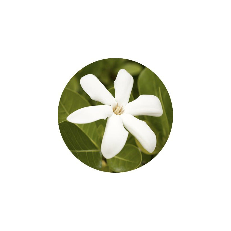 Tiare absolue Tahiti Gardenie Gardenia tahitensis naturreines Öl