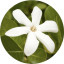 Tiare absolue Tahiti Gardenie Gardenia tahitensis naturreines Öl