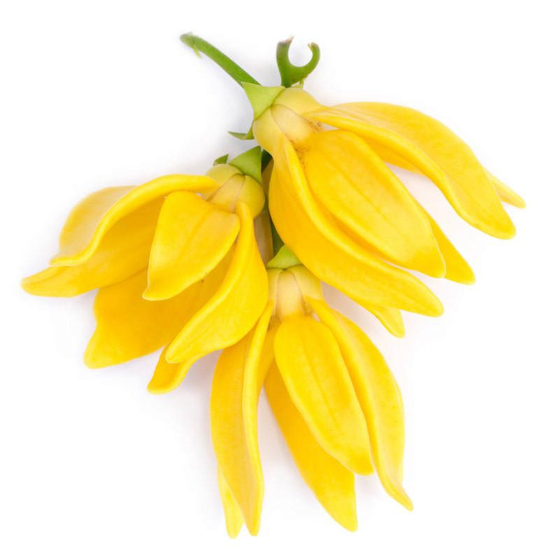 Ylang Ylang 3 Cananga odorata naturreines naturreines ätherisches Öl