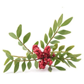 Pistazie  Mastix  Mastixöl Pistacia lentiscus  naturreines ätherisches