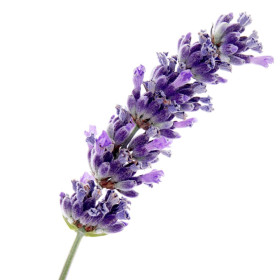 Speik Lavendel lavandula latifolia naturreines ätherisches Öl