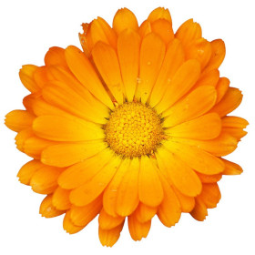 Ringelblumenöl Marigold calendula officialis natürliches ätherisches Ö