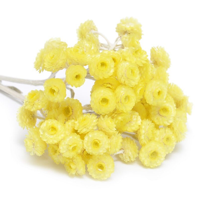 Strohblumenöl Immortelle  Helichrysum italicum naturreines Öl