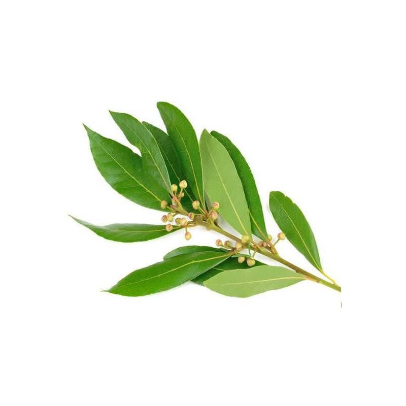 Ravensara Öl Ravensaraöl Ravensara aromatica naturreines Öl