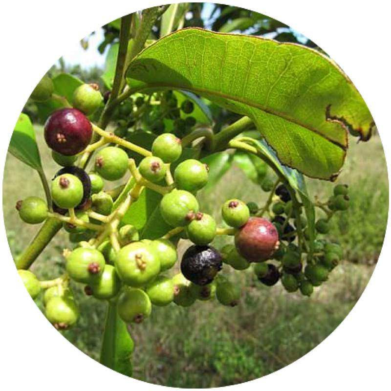 Pimentblätteröl Pimenta officinalis naturreines Öl