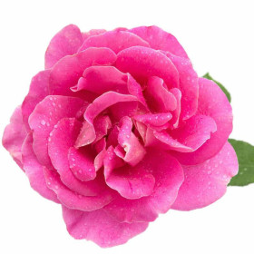Rosenöl  Indien Rose Rosa damascena   Naturreines Rosenöl aus Indien