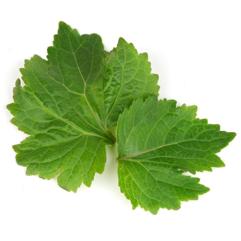 Patchouliöl Patchouli Pogostemon cablin naturreines Öl