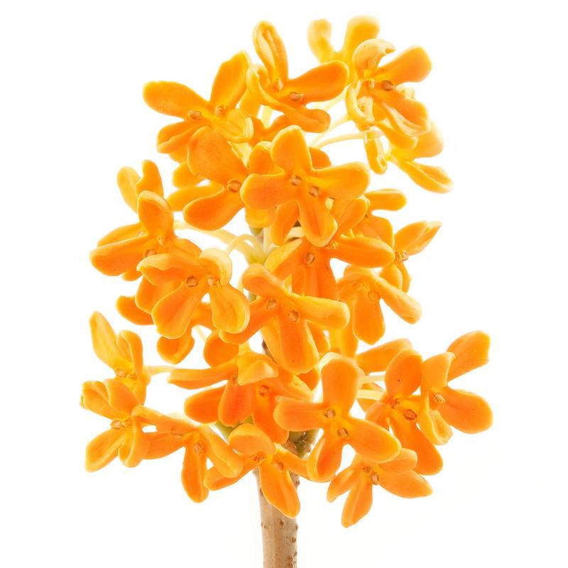 Osmanthusöl  naturreines Osmanthus fragrans  ätherisch