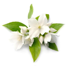 Jasminöl  Jasminum officinale var Grandiflorum Jasmin absolute