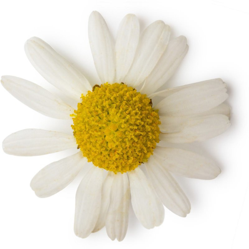 Kamillenöl römische Kamille Chamaemelum nobile naturreines ätherisches