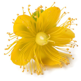 Johanniskrautöl ätherisch  naturrein Hypericum perforatum