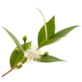 Myrtenöl Myrte Öl Myrtus communis naturreines Öl