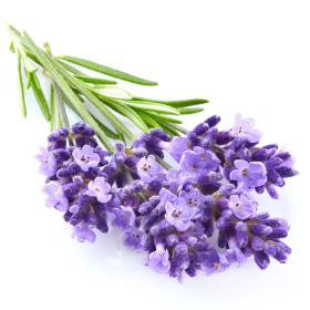 Lavandinöl  Grosso  Lavandula × intermedia naturreines Lavandinöl