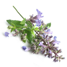 Katzenminzeöl Öl Katzenminzöl Nepeta cataria naturreines Öl