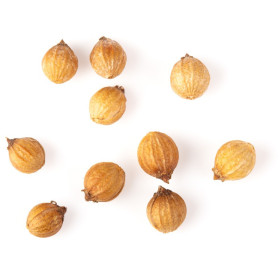 Korianderöl Coriandrum sativum naturreines Öl