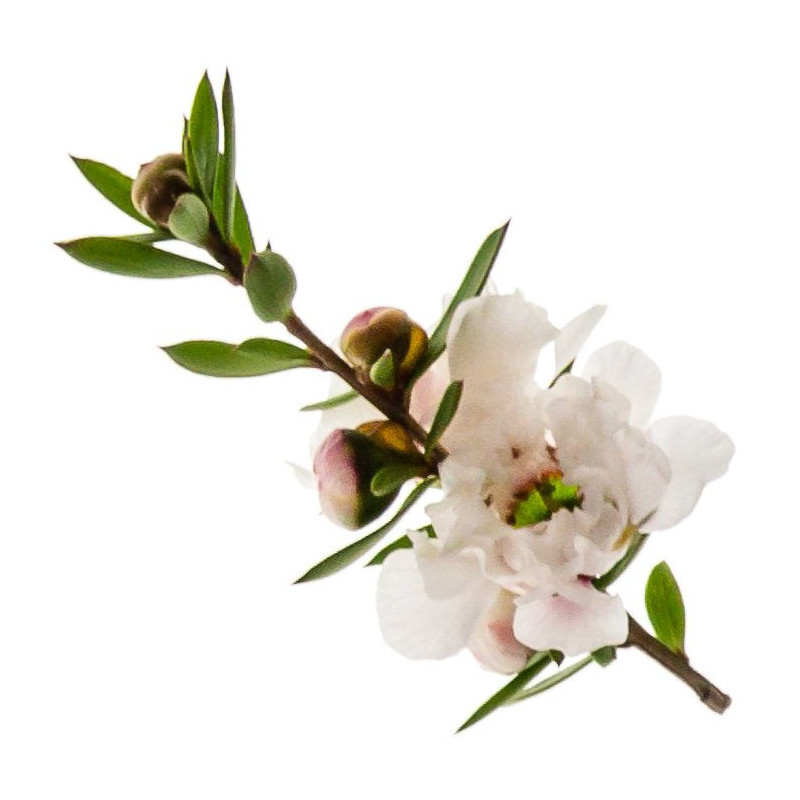 Manukaöl Wildsammlung  Leptospermum scoparium naturreines Öl