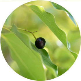 Kampferöl Cinamomum camphora naturreines ätherisches Öl