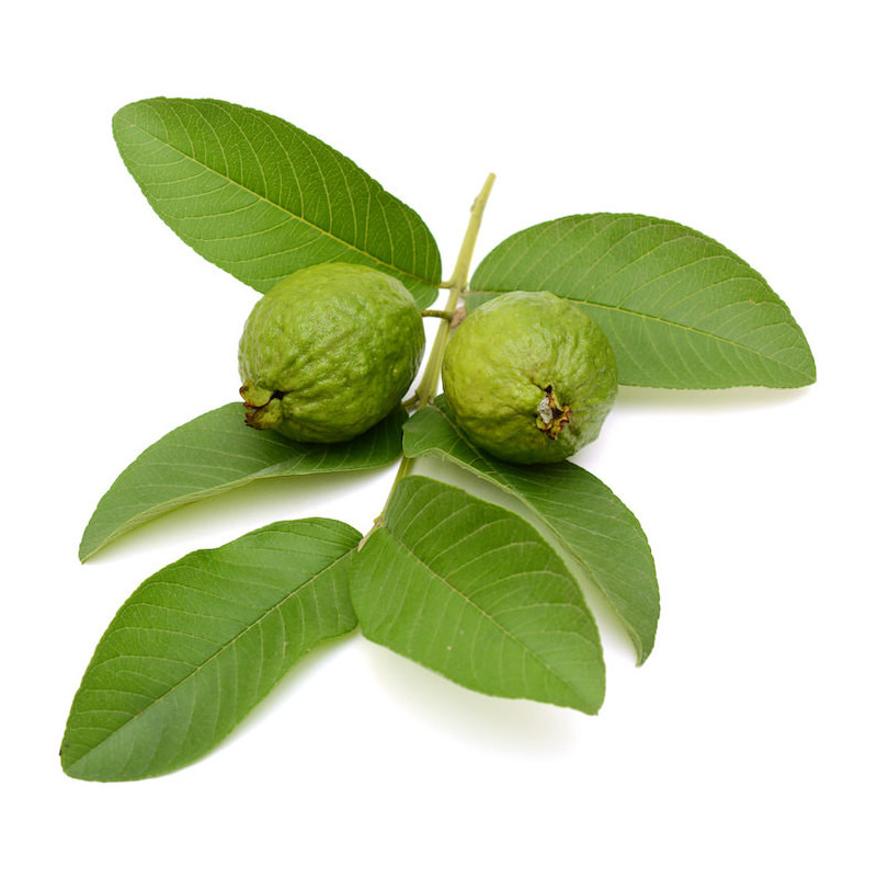 Guavenblätteröl Guavenöl Psidium guajava naturreines Öl