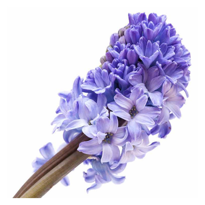 Hyazinthe Absolute Öl Hyacinthus orientalis naturreines Öl