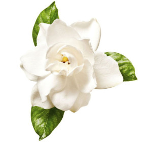Gardeniaöl Gardenienöl Gardenia jasminoides naturreines Öl