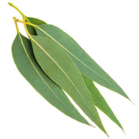 Eukalyptusöl Eucalyptus globulus  naturreines Öl