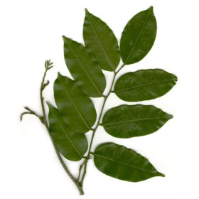 Tolu Balsam Öl Balsamum tolutanum naturreines Öl