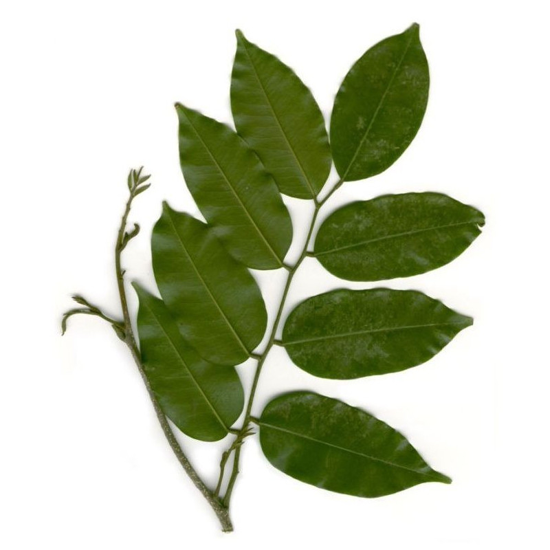 Tolu Balsam Öl Balsamum tolutanum naturreines Öl