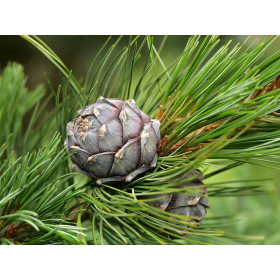 Zirbelkieferöl Arvenöl Pinus cembra naturreines Öl