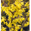 Forsythienöl Goldglöckchenöl Fructus Forsythiae naturreines Öl