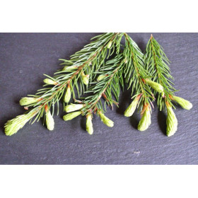 Fichtennadelöl abies sibirica  naturreines Öl