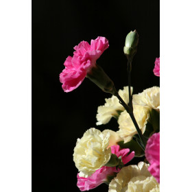 Nelkenblütenöl Syzygium aromaticum naturreines ätherisches Öl