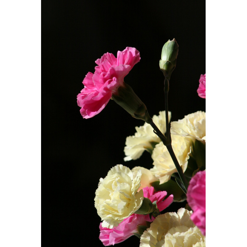 Nelkenblütenöl Syzygium aromaticum naturreines ätherisches Öl